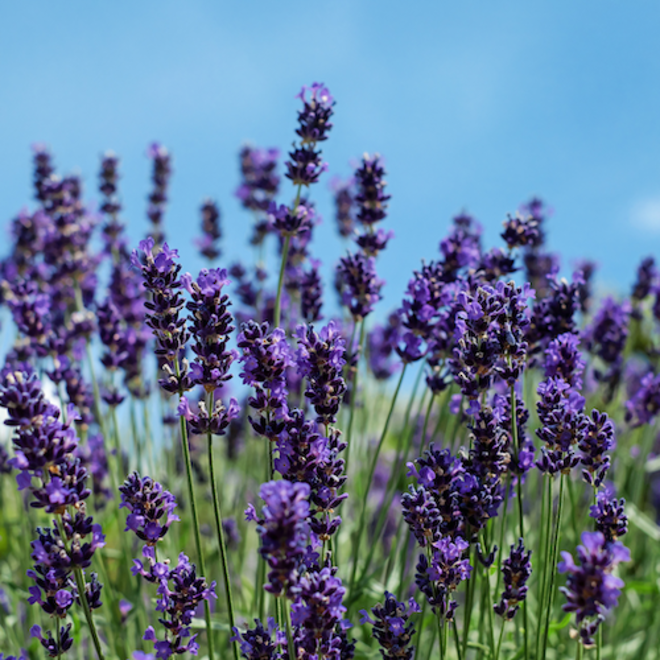 Lavender hydrosol, NZ, spray free image 0
